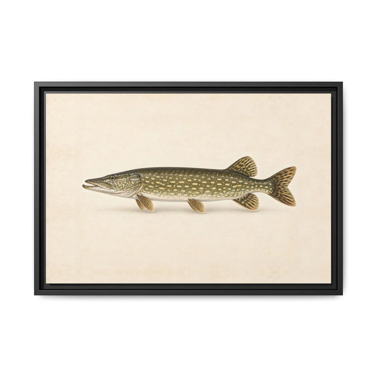 Northern Pike Field Study framed canvas, 36x24 size view