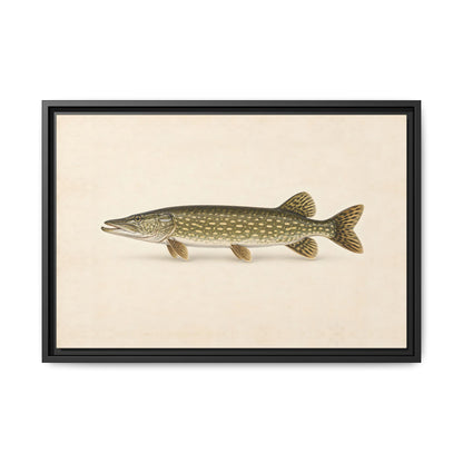 Northern Pike Field Study framed canvas, 36x24 size view
