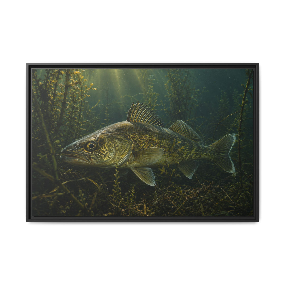 Weed Line Walleye framed canvas, 18x12 size view