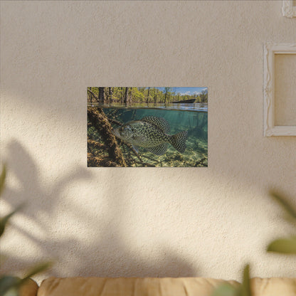 Spring Shoreline Crappie canvas wall art, view 5