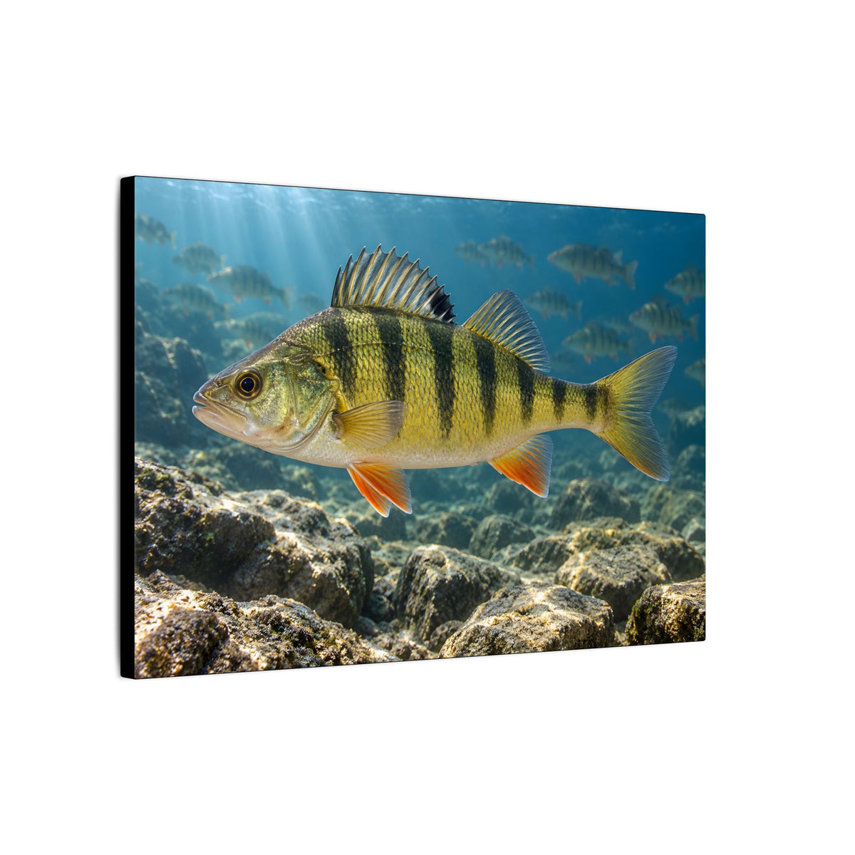 Rocky Reef Yellow Perch canvas wall art, view 4