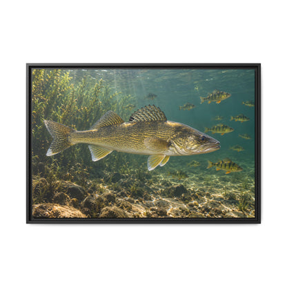 Perch School Ambush Walleye framed canvas, 18x12 size view