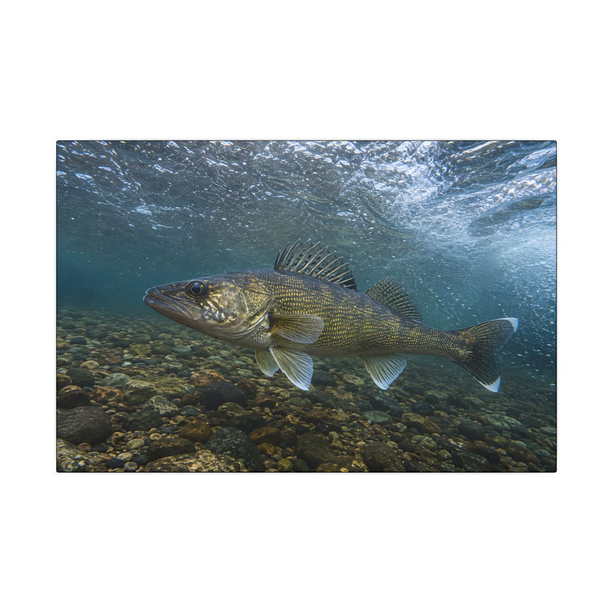Cobbled Shallows Walleye canvas, 18x12 size view