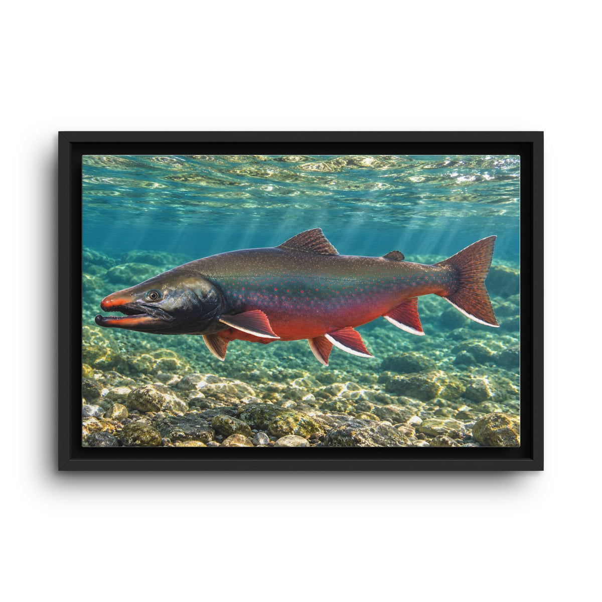 Sunlit Waters Dolly Varden framed canvas wall art