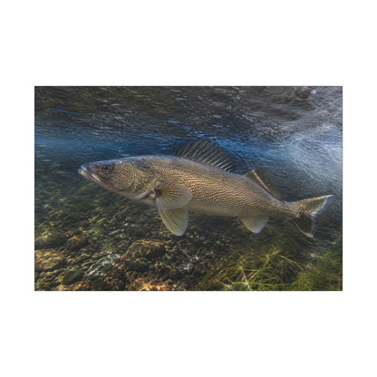 River Bend Walleye canvas, 36x24 size view