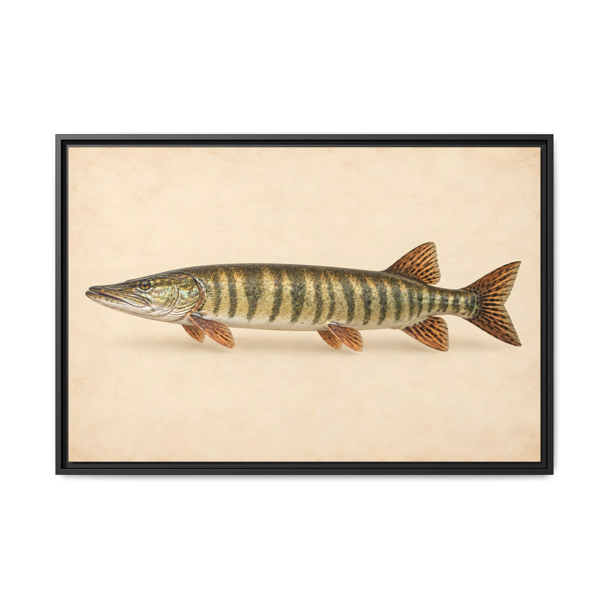 A classic natural-history study of a trophy muskie on cream parchment, fishing wall art framed canvas