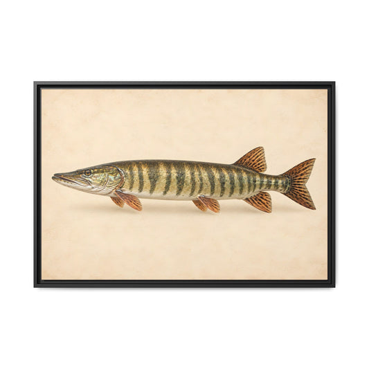 A classic natural-history study of a trophy muskie on cream parchment, fishing wall art framed canvas