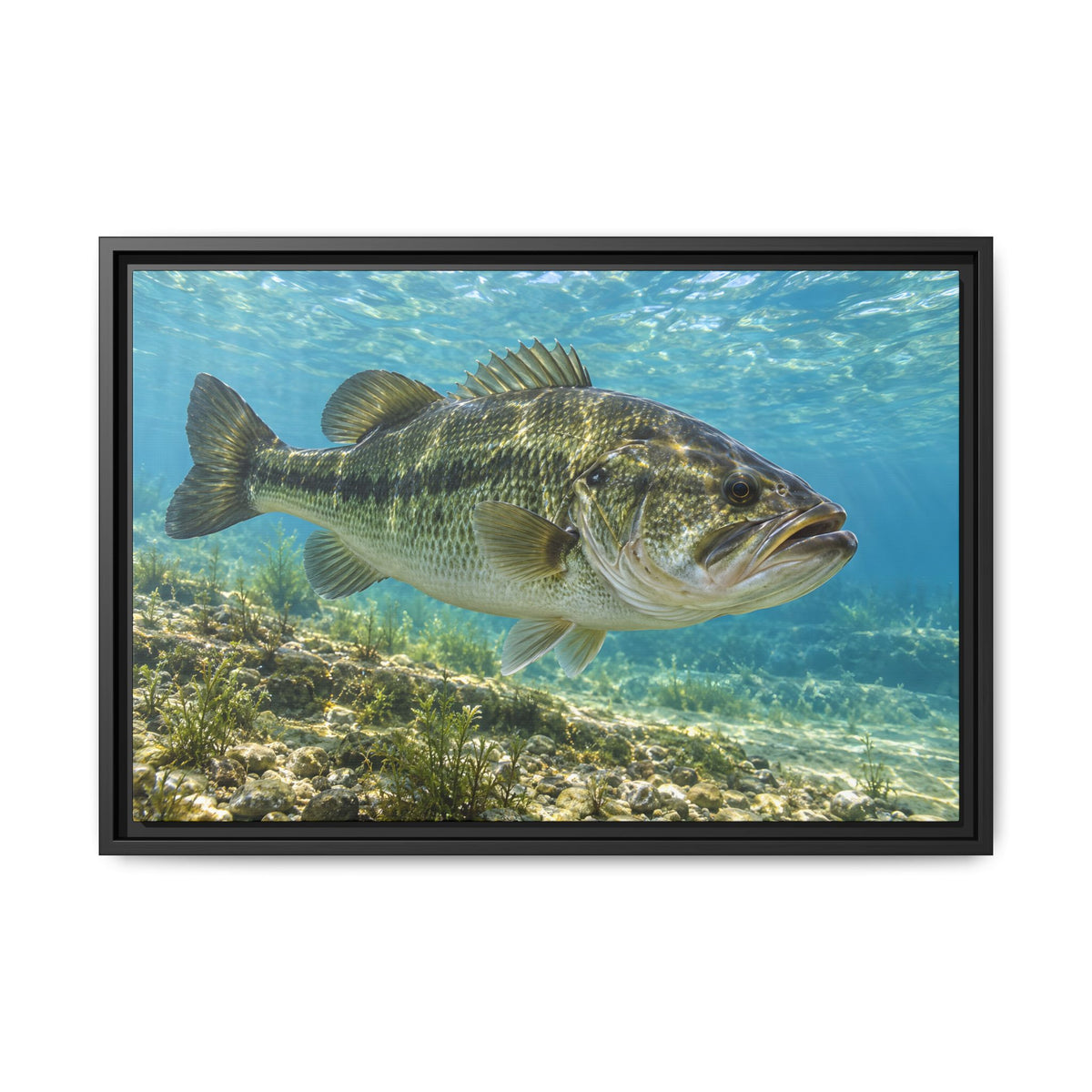 Aqua After the Wind Largemouth Bass framed canvas, 36x24 size view