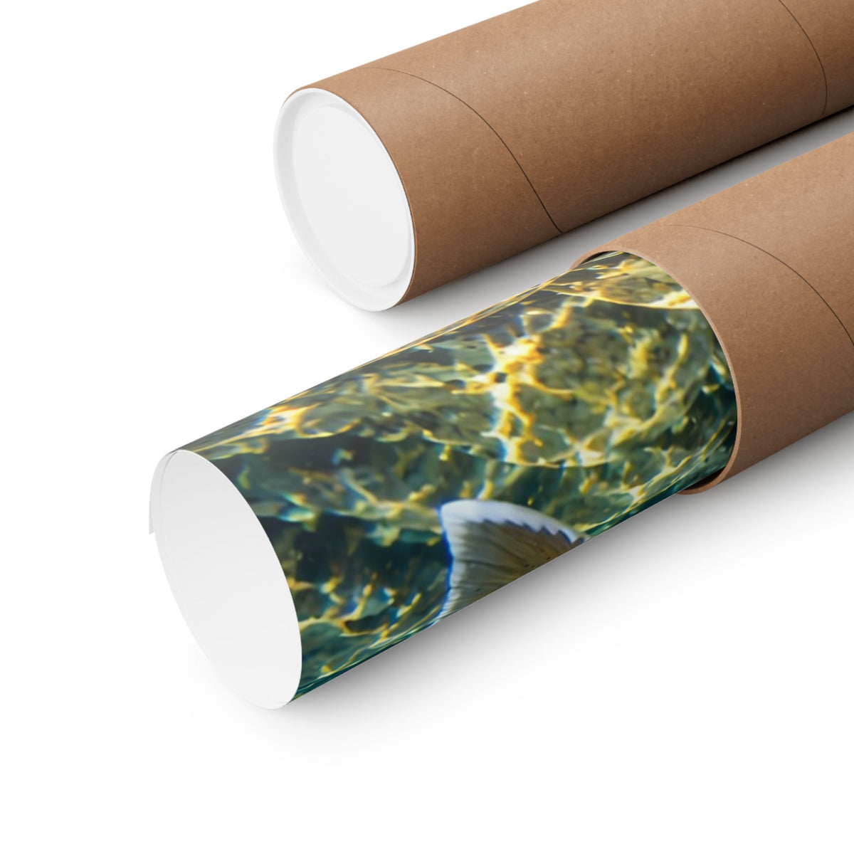 Snowy Mountain River Bull Trout poster shipped rolled in a protective tube