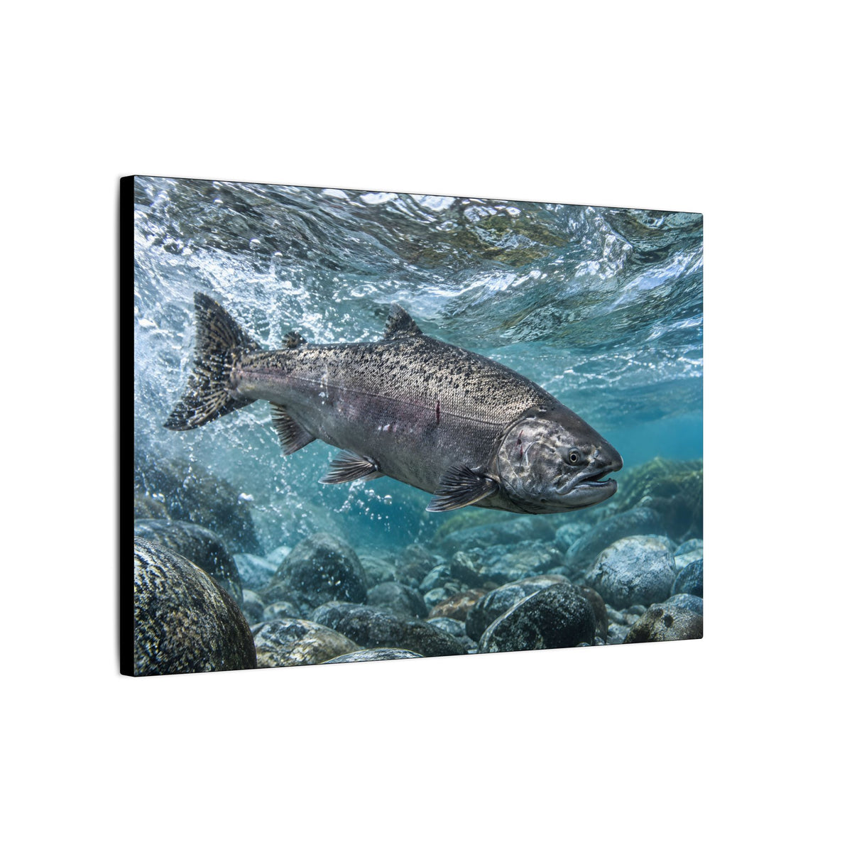 Leap of the King Chinook Salmon canvas wall art, view 4