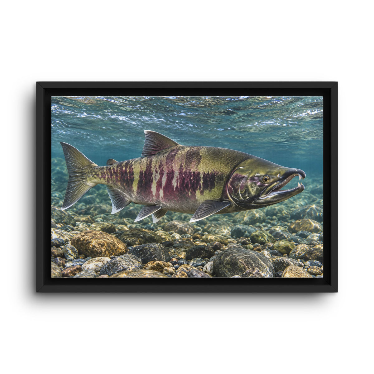 Calico Run Chum Salmon framed canvas wall art