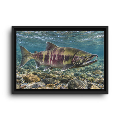 Calico Run Chum Salmon framed canvas wall art
