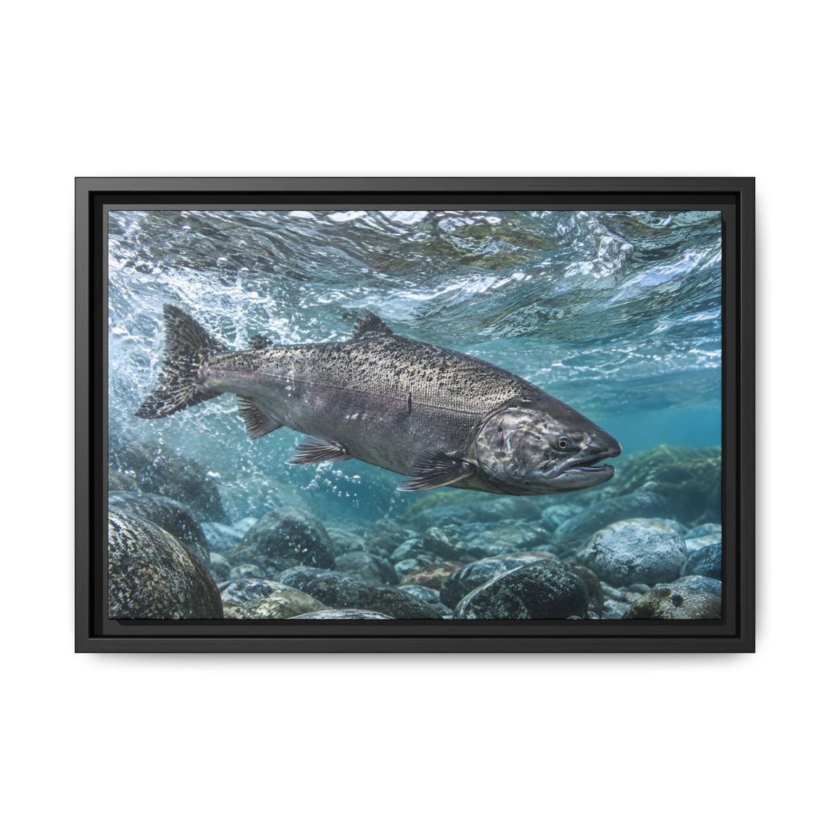 Leap of the King Chinook Salmon framed canvas wall art, view 2