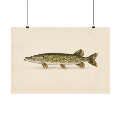 Northern Pike Field Study poster wall art, 18x12 size view