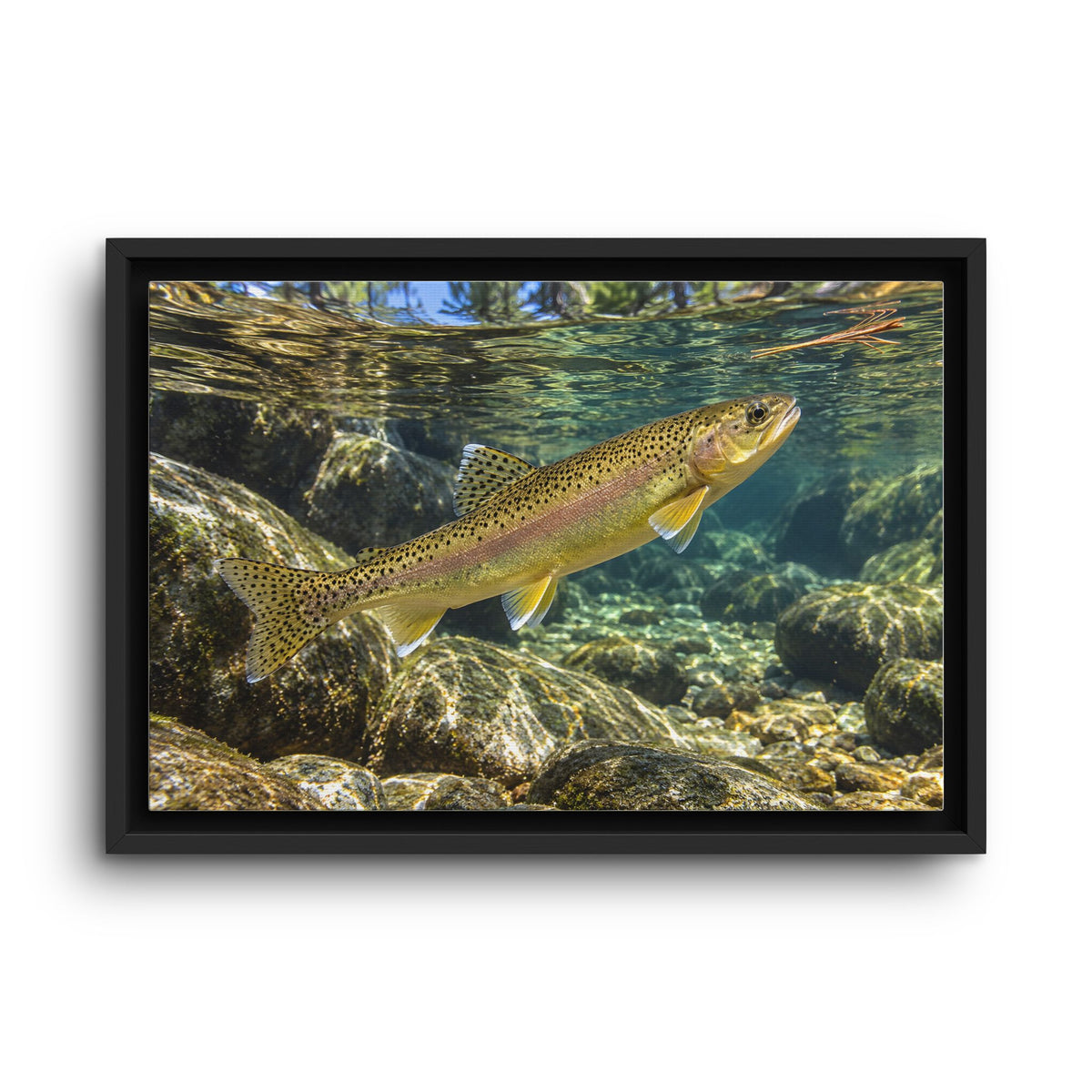 Ponderosa Pool Gila Trout framed canvas wall art