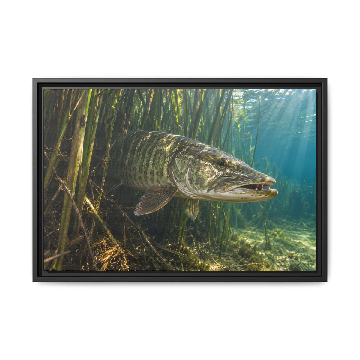 Reeds Mouth Open Muskie framed canvas, 36x24 size view