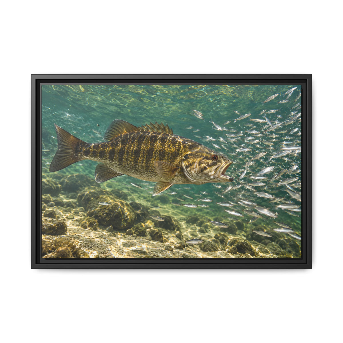 Shiner School Smallmouth Framed Canvas wall art, view 3