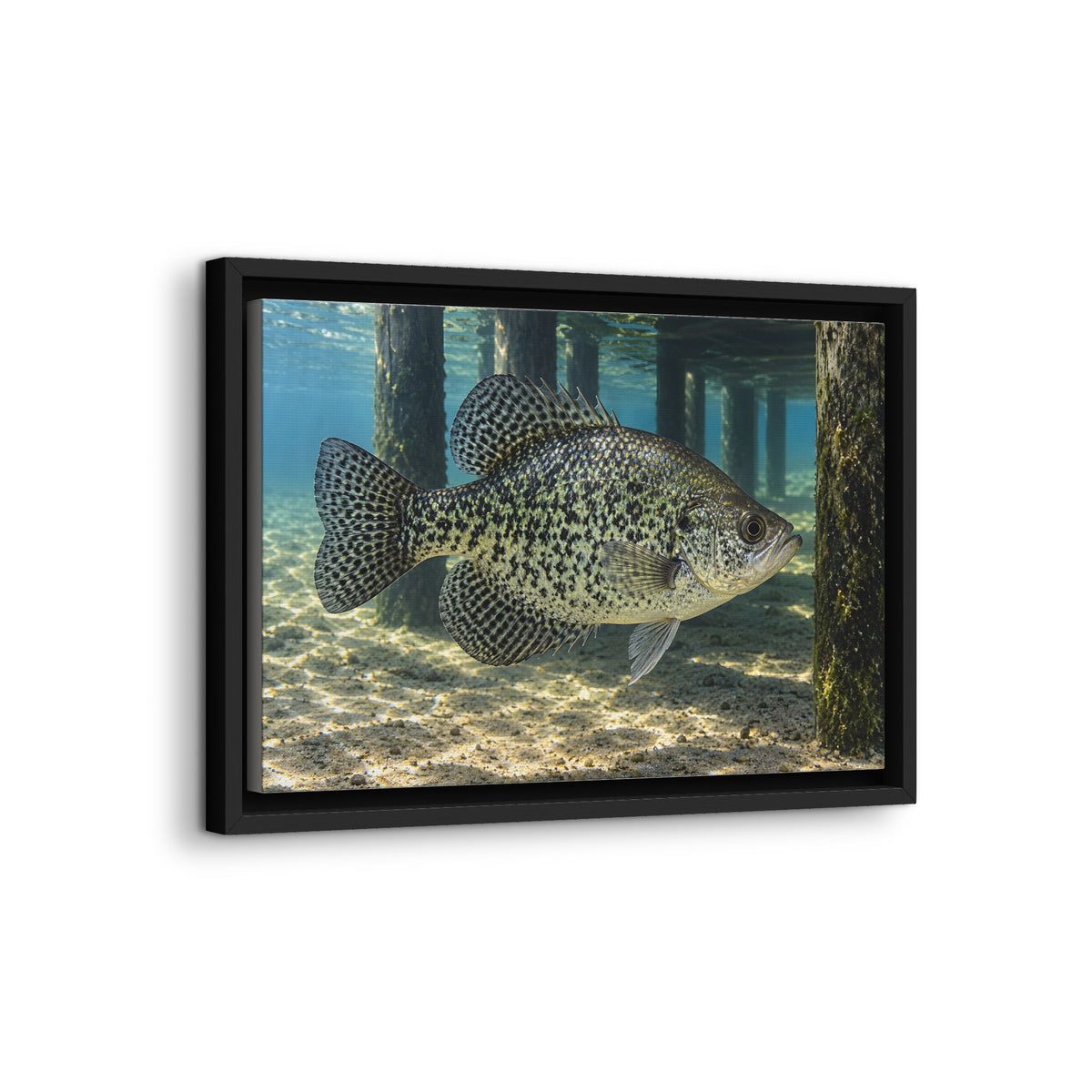 Dock Shadow Crappie framed canvas wall art, view 4