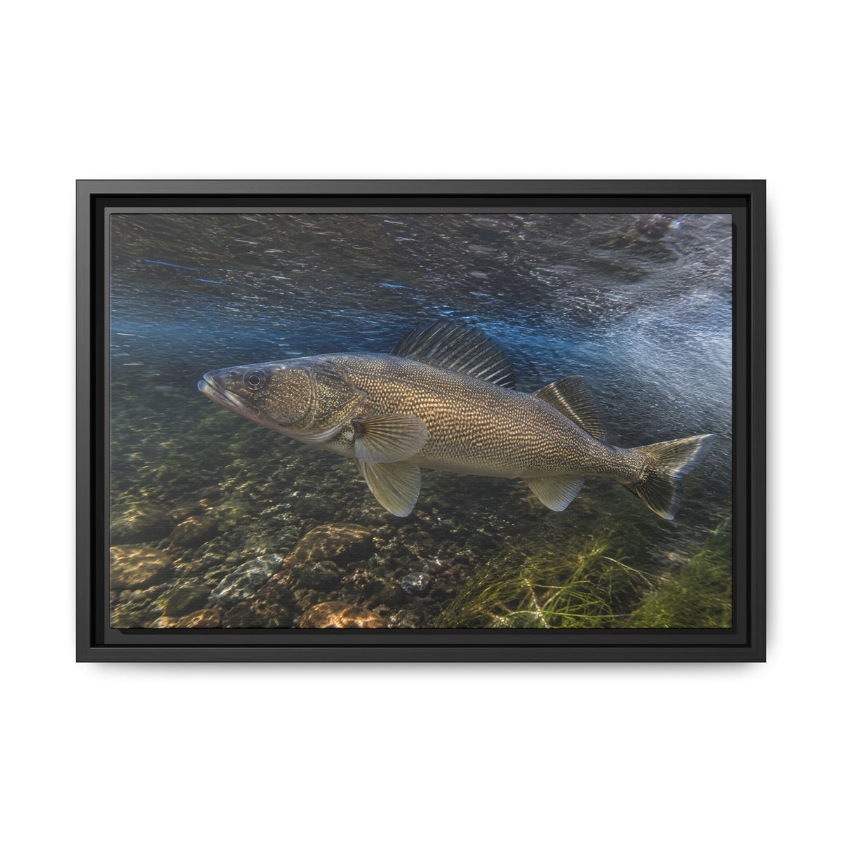 River Bend Walleye framed canvas, 24x16 size view