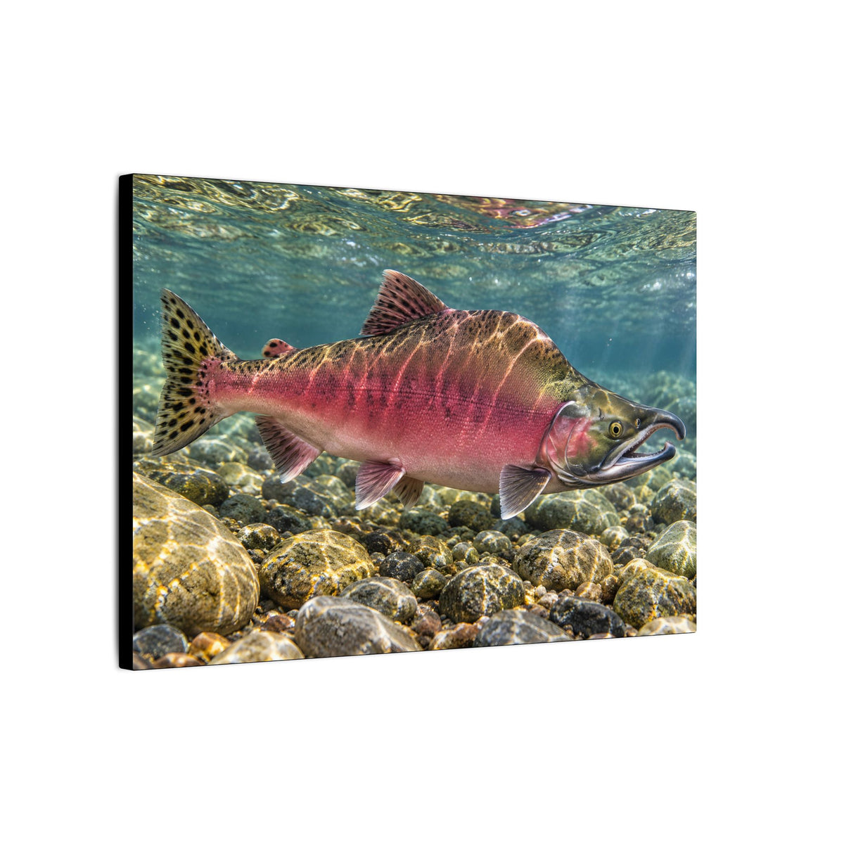 Humpback Run Pink Salmon canvas wall art, view 4