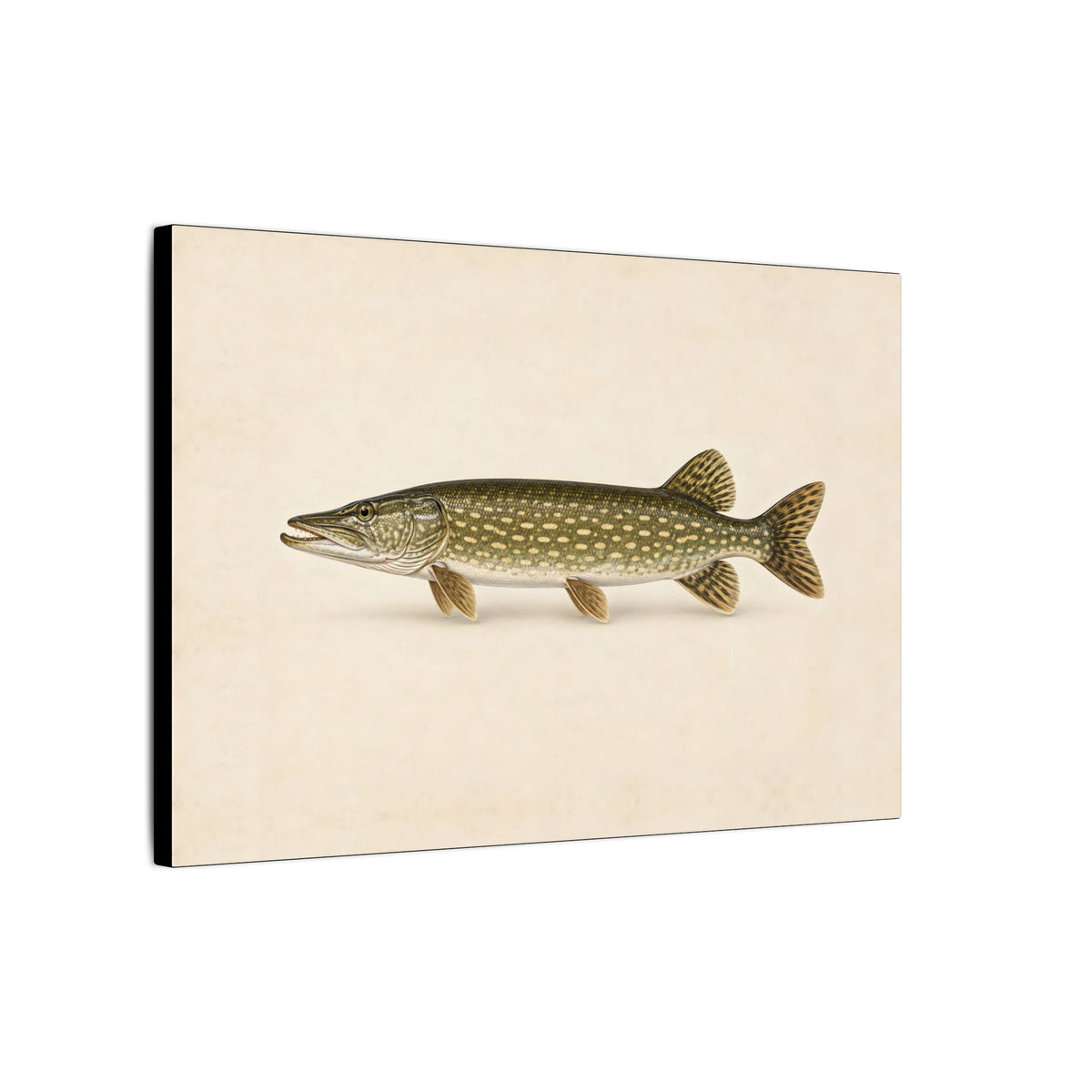 Northern Pike Field Study canvas side angle
