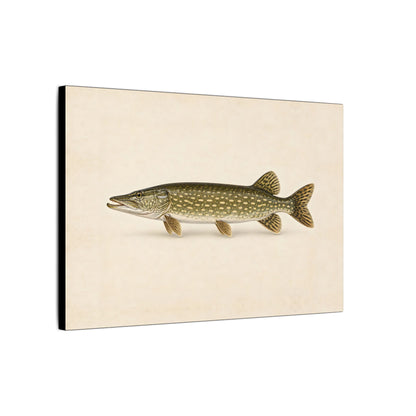 Northern Pike Field Study canvas side angle
