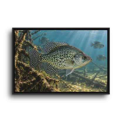 Brush Pile Crappie framed canvas wall art, view 3