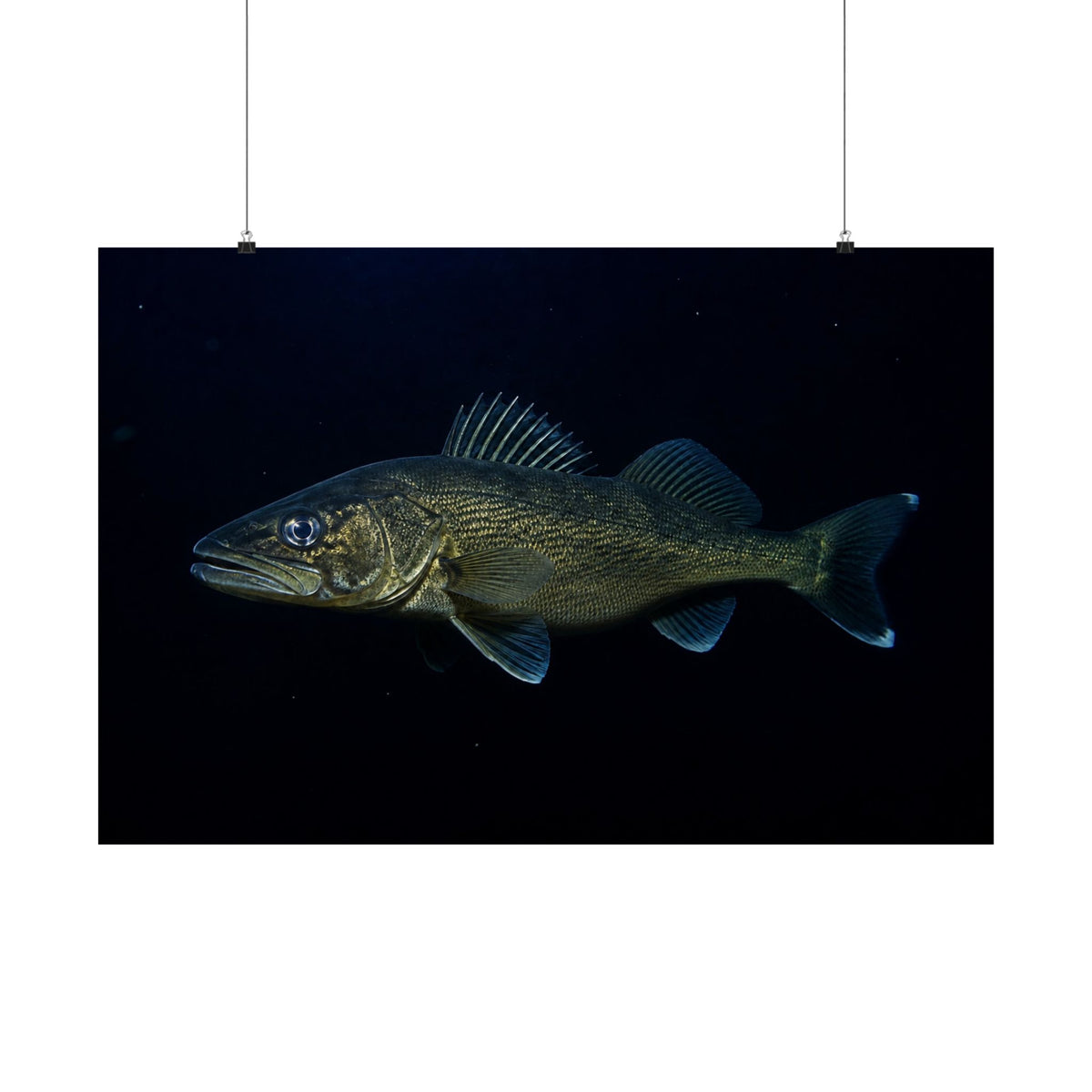 Midnight Walleye Marble Eye — Matte Horizontal Wall Art