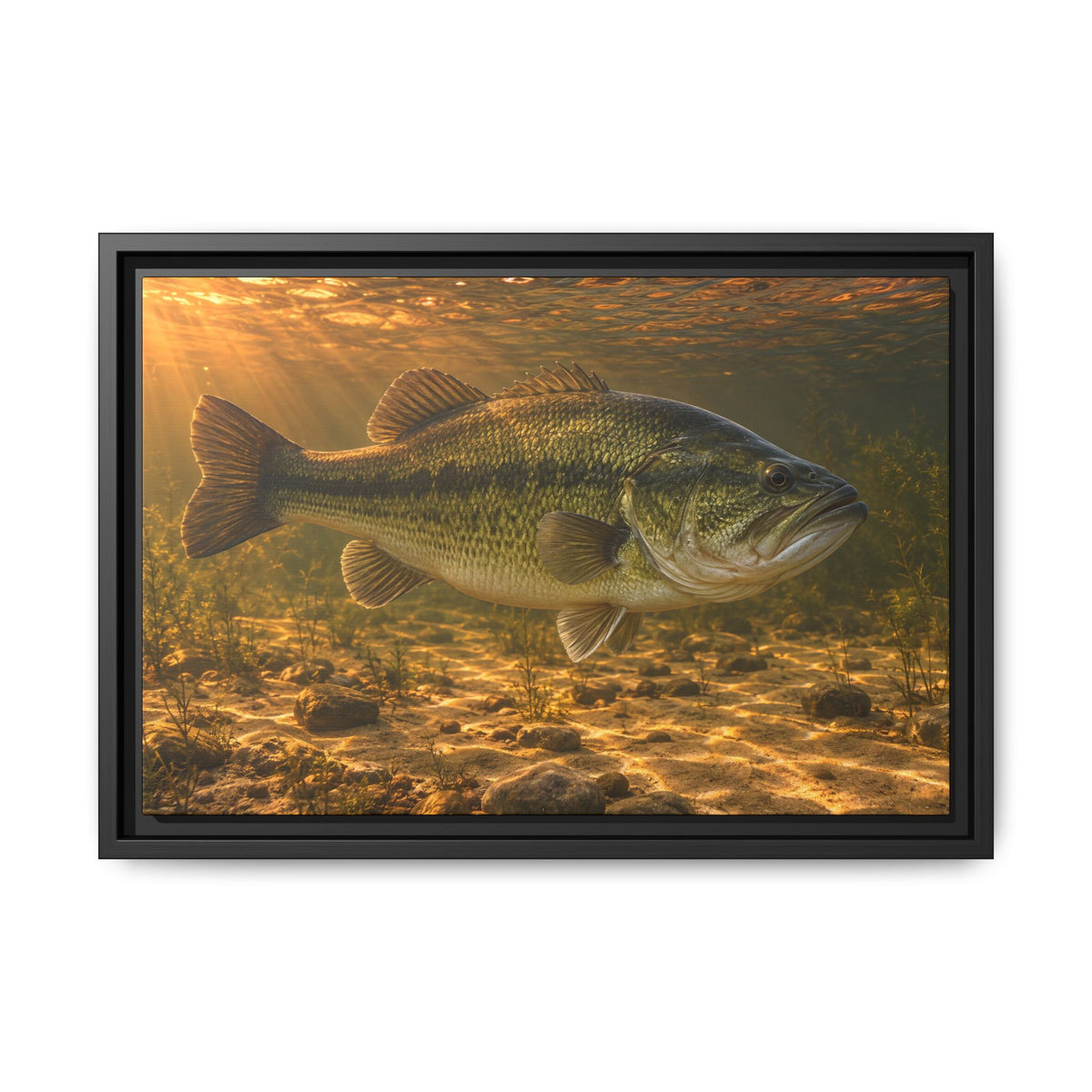 Copper Evening Flats Largemouth Bass framed canvas, 24x16 size view