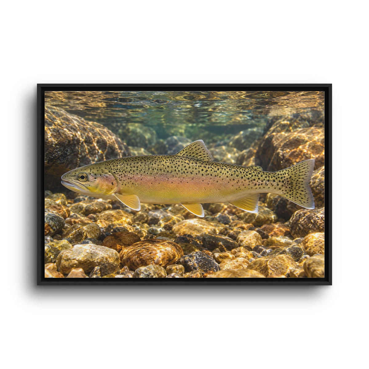 Amber Pebbles Gila Trout framed canvas wall art, view 3