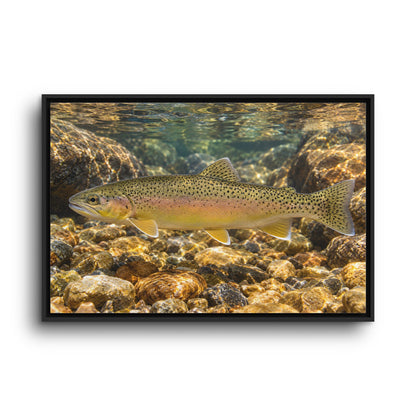 Amber Pebbles Gila Trout framed canvas wall art, view 3