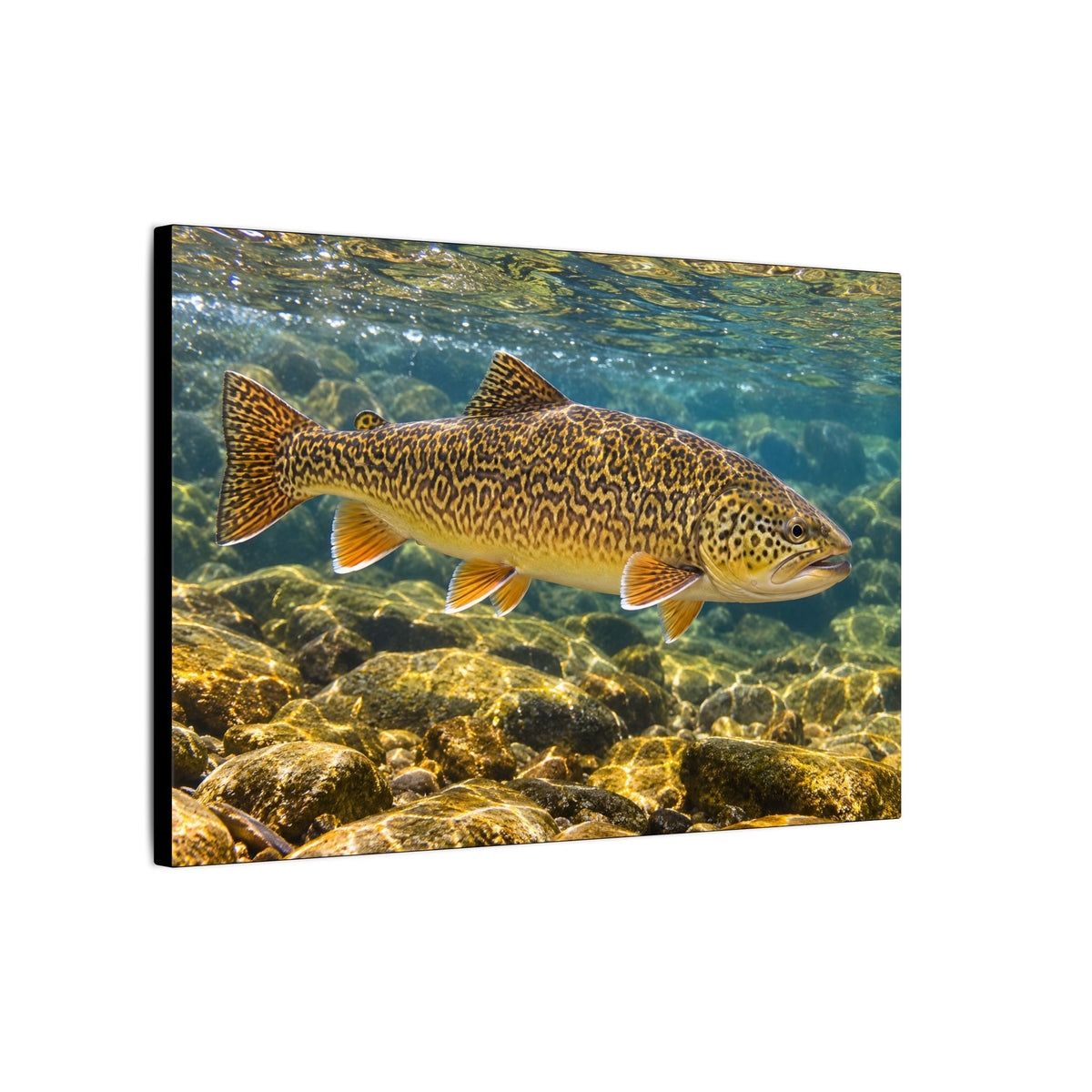 Sunlit Riffle Tiger Trout canvas wall art, view 4