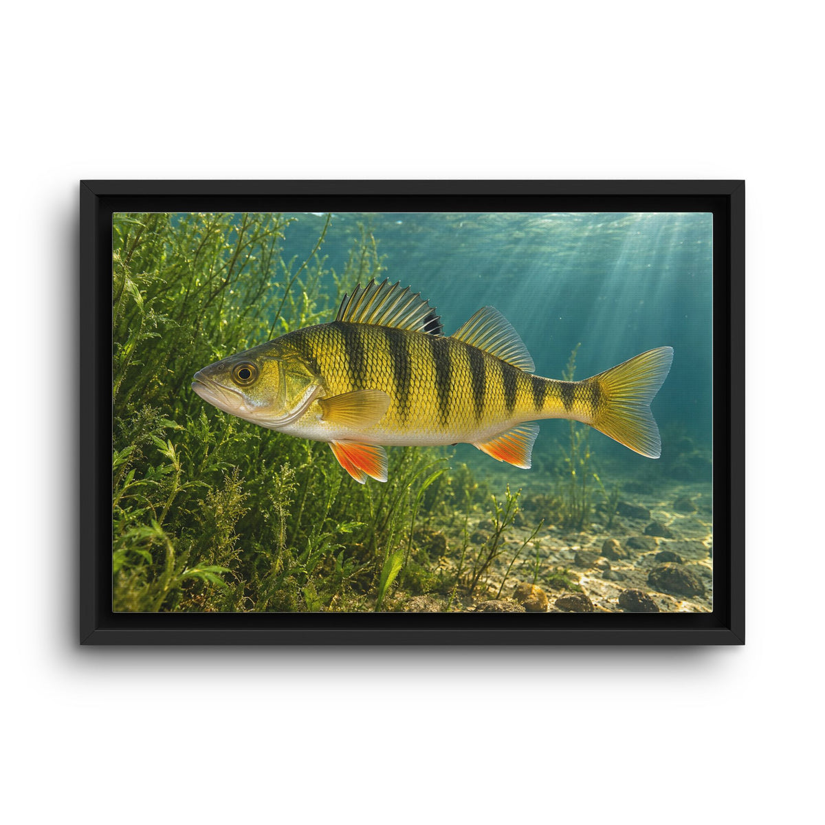 Weedline Yellow Perch framed canvas wall art