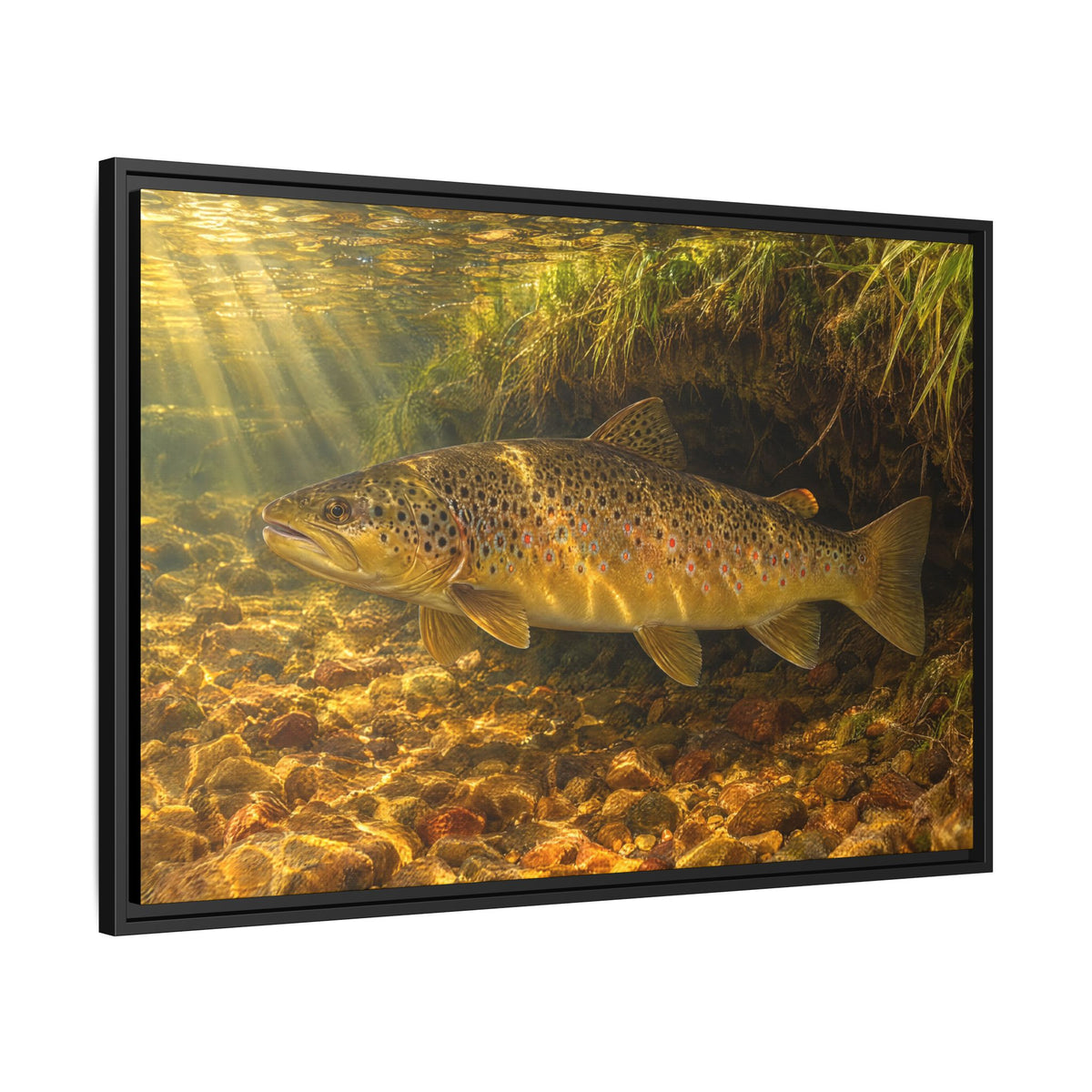Golden Undercut Brown Trout framed canvas side angle
