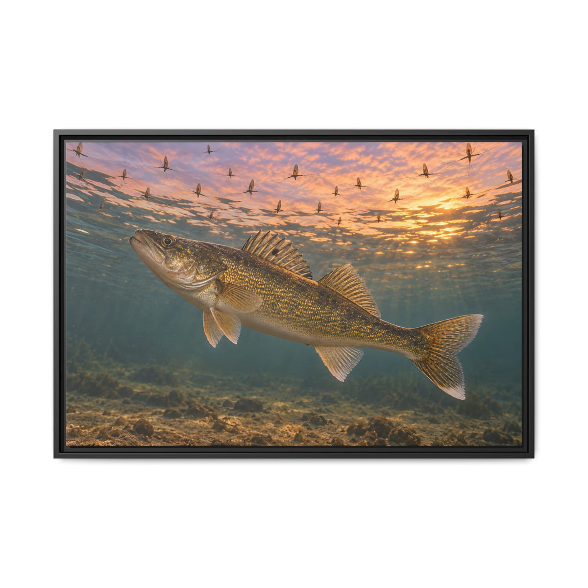 Mayfly Hatch Evening Walleye framed canvas, 18x12 size view