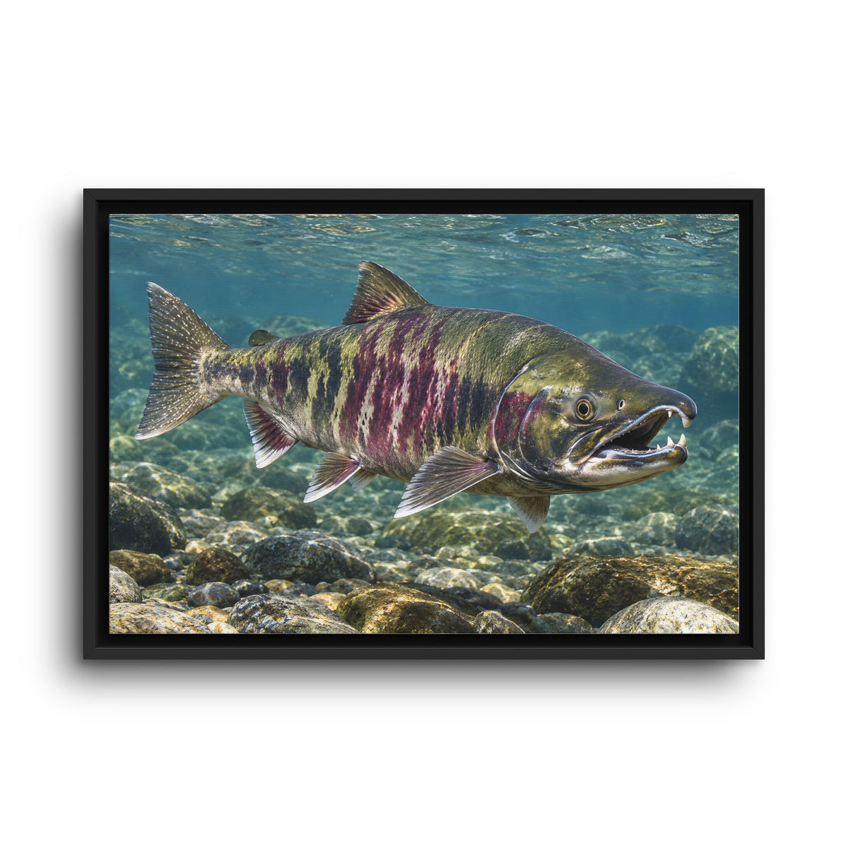 Teeth of the Run Chum Salmon framed canvas wall art, view 2