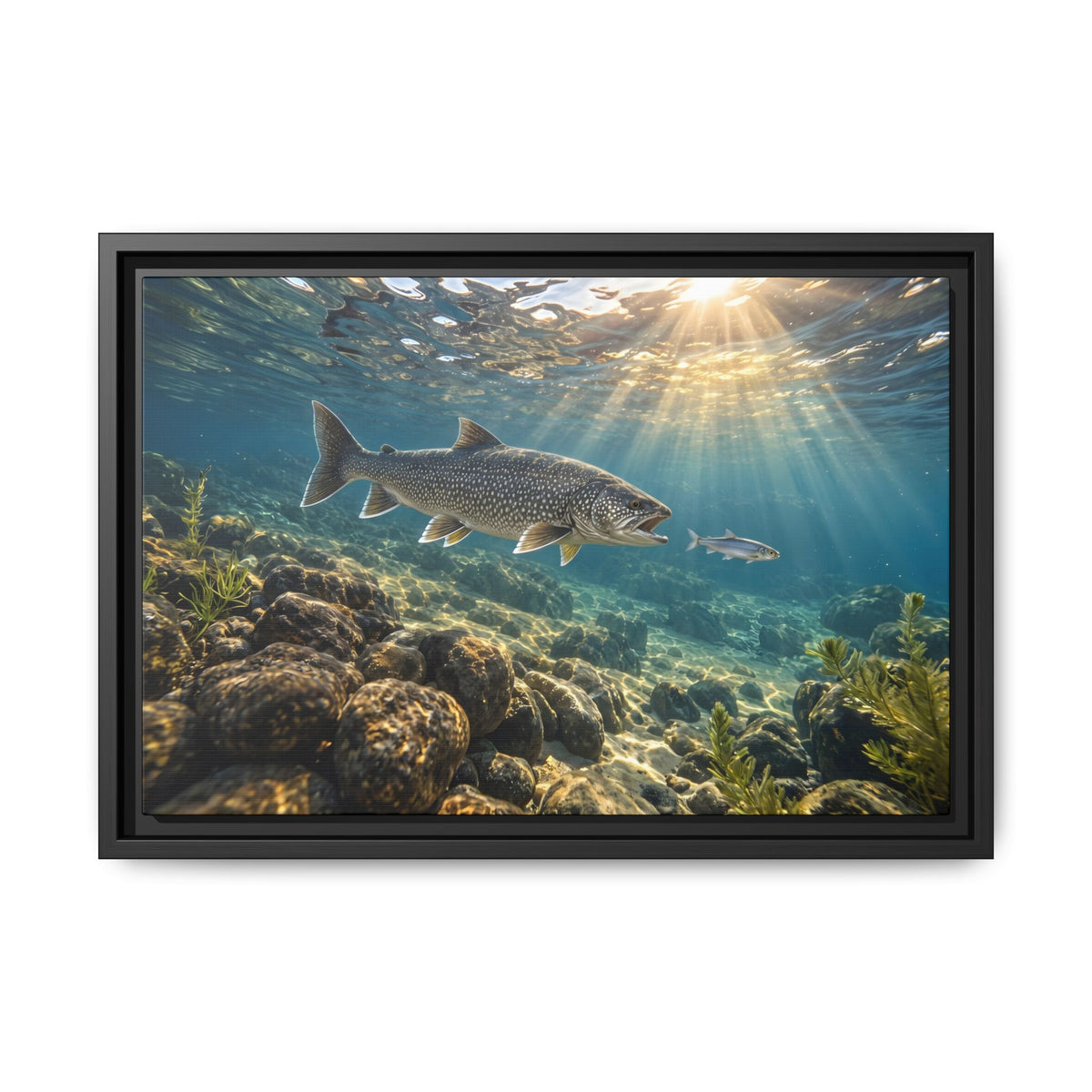 Cisco Chase Lake Trout framed canvas, 24x16 size view
