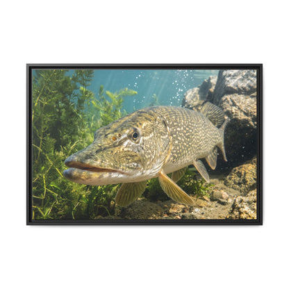 Northern Pike Clear Water Portrait Framed Canvas — Limited Edition Wall Art for Anglers