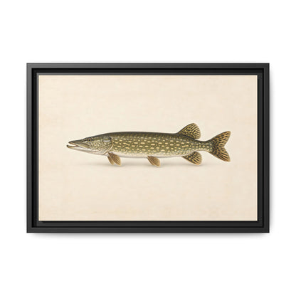 Northern Pike Field Study framed canvas, 24x16 size view