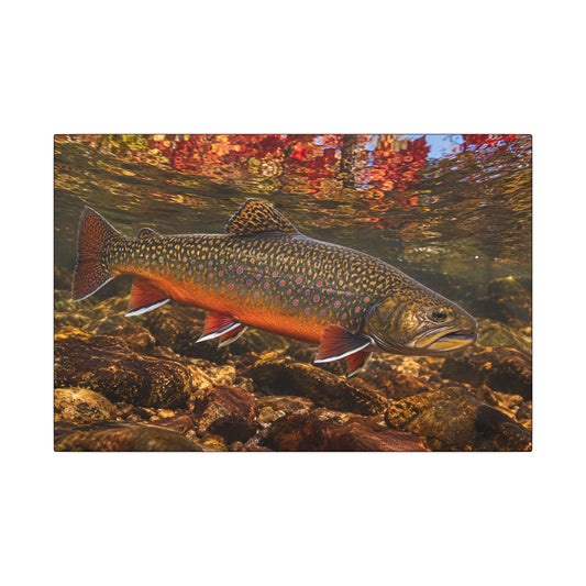 Crimson October Brook Trout canvas wall art