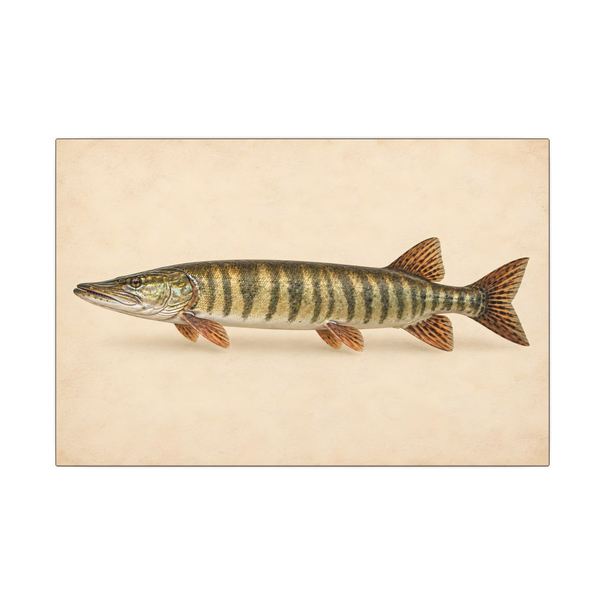 A classic natural-history study of a trophy muskie on cream parchment, fishing wall art canvas