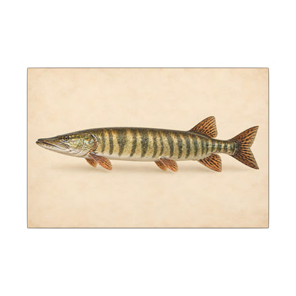 A classic natural-history study of a trophy muskie on cream parchment, fishing wall art canvas
