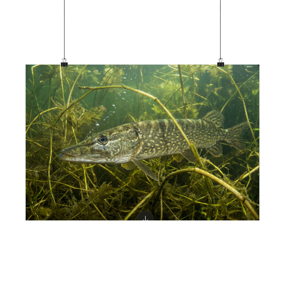 Weed Ambush Northern Pike poster wall art, view 3