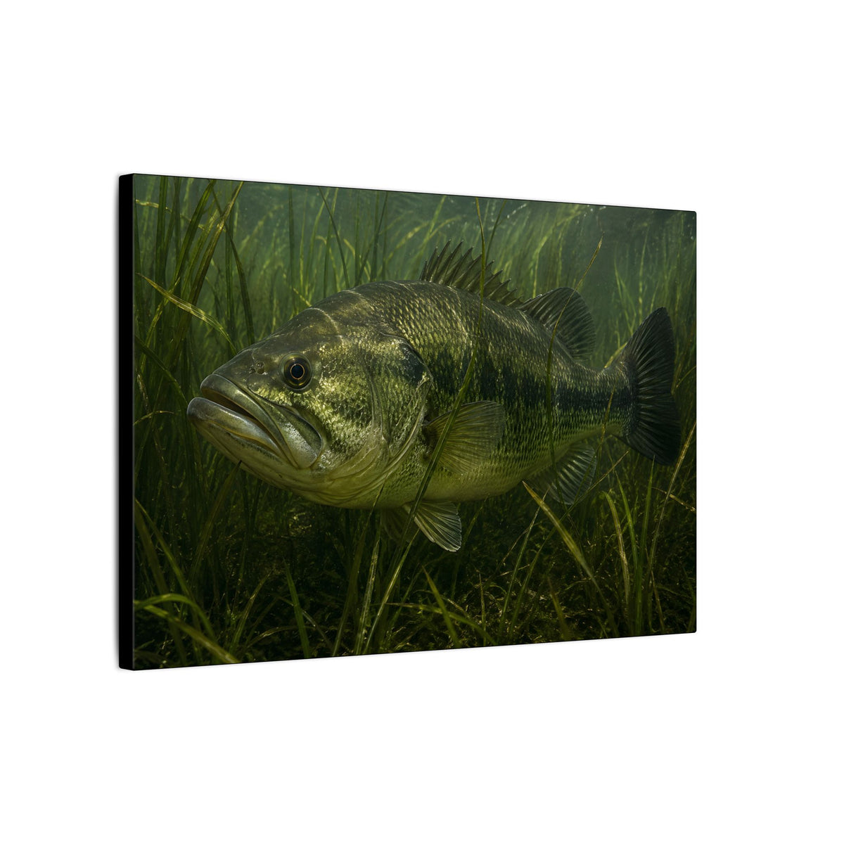 Grass Bed Ambush Largemouth Bass canvas side angle