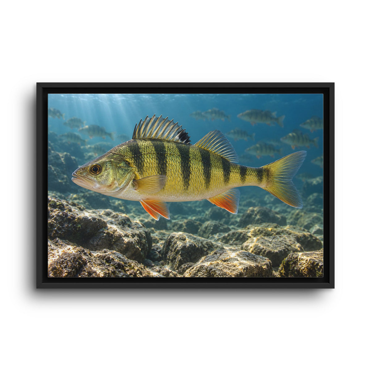 Rocky Reef Yellow Perch framed canvas wall art, view 2