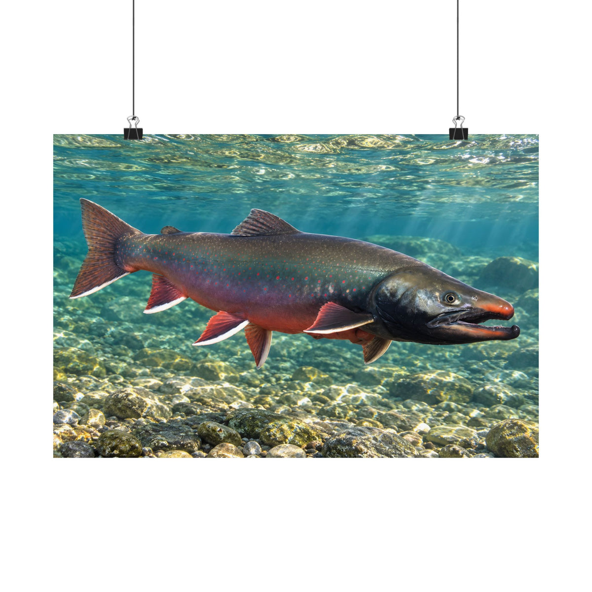 Trophy Alaskan Waters Dolly Varden poster wall art, view 2