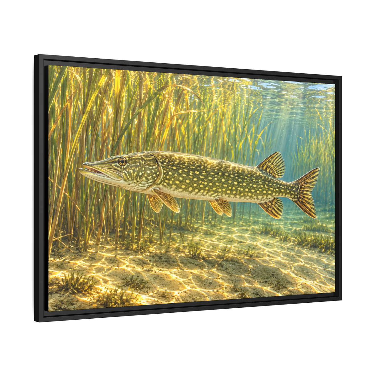 Sunlit Reed Edge Northern Pike framed canvas side angle