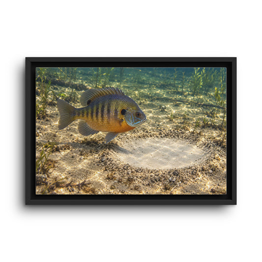 Guarding the Nest Bluegill framed canvas wall art, view 1