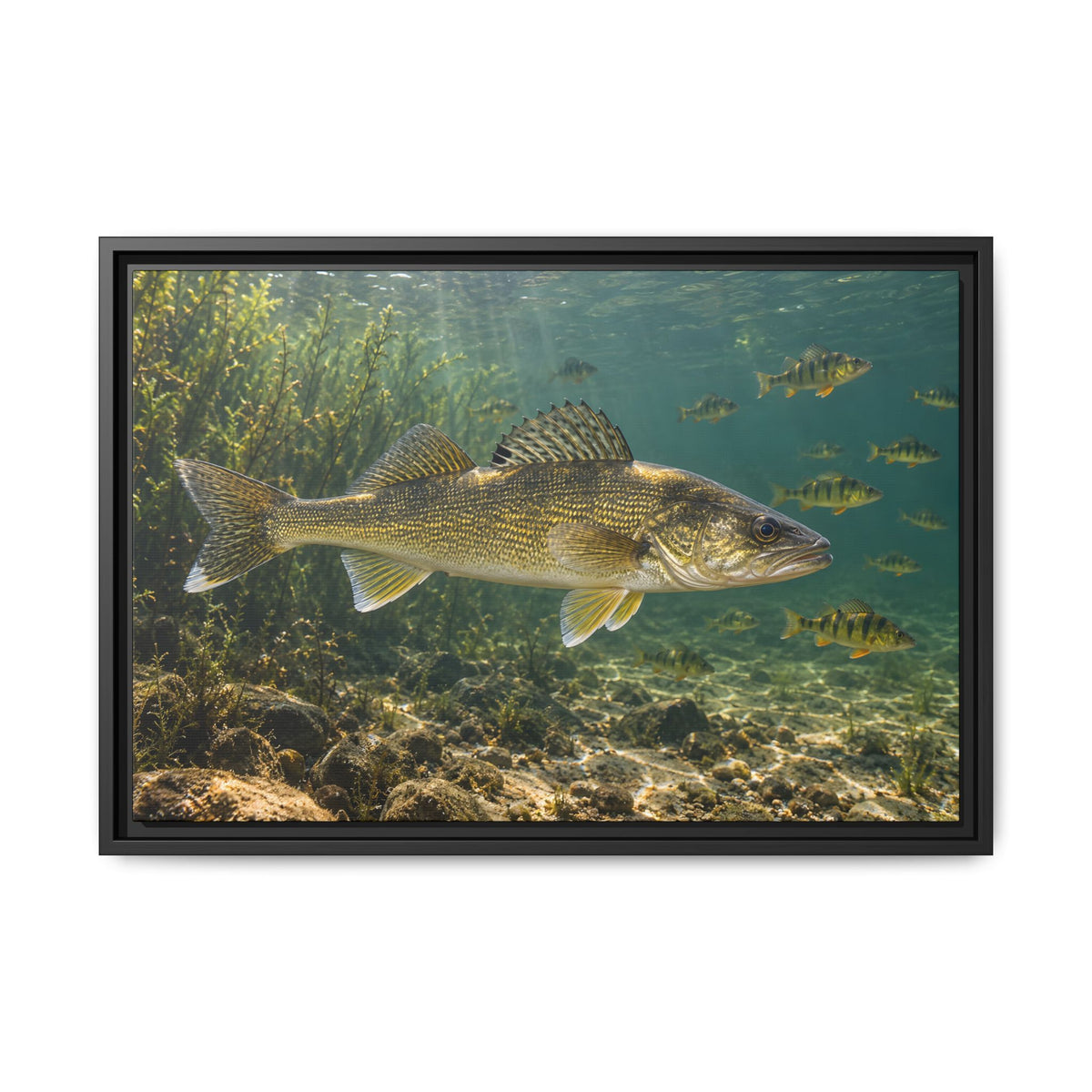 Perch School Ambush Walleye framed canvas, 36x24 size view