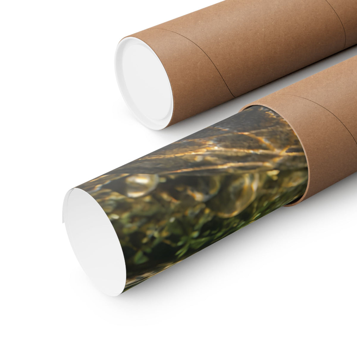 Northern Jewel Brook Trout poster wall art, view 5